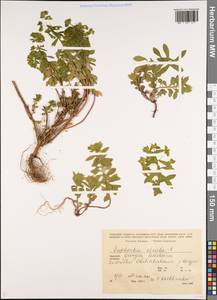 Молочай прямой, Молочай торчащий L., Кавказ, Грузия (K4) (Грузия)