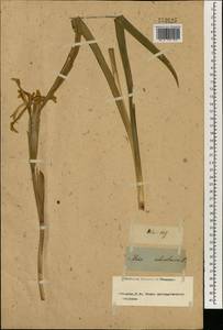 Iris orientalis Mill., Зарубежная Азия (ASIA)