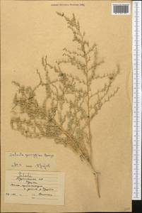 Kaviria gossypina (Bunge ex Boiss.) Akhani, Средняя Азия и Казахстан, Каракумы (M6) (Туркмения)