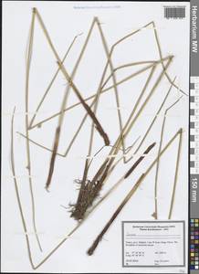 Ситник, Зарубежная Азия (ASIA) (Турция)