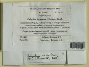Psilopilum cavifolium (Wilson) I. Hagen, Гербарий мохообразных, Мхи - Красноярский край, Тыва и Хакасия (B17) (Россия)