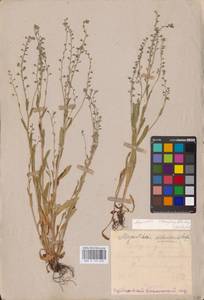 MHA 0 153 460, Myosotis alpestris subsp. suaveolens (Waldst. & Kit. ex Willd.) Strid, Восточная Европа, Средневолжский район (E8) (Россия)