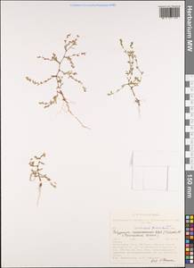 Спорыш птичий, Горец птичий  (Boreau) Berher, Сибирь, Якутия (S5) (Россия)