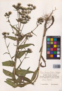 Picris japonica subsp. japonica, Сибирь, Дальний Восток (S6) (Россия)