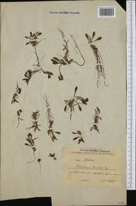 Valeriana saxatilis subsp. pancicii (Halácsy & Bald.) Ockendon, Западная Европа (EUR) (Албания)