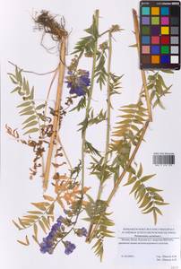 Синюха голубая L., Восточная Европа, Московская область и Москва (E4a) (Россия)