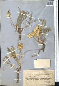 Astragalus masanderanus Bunge, Средняя Азия и Казахстан, Северный и Центральный Тянь-Шань (M4) (Казахстан)