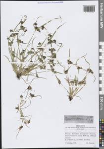 Сыть бурая L., Восточная Европа, Средневолжский район (E8) (Россия)