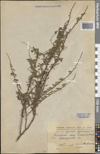 Спирея зверобоелистная, Таволга зверобоелистная L., Средняя Азия и Казахстан, Северный и Центральный Казахстан (M10) (Казахстан)