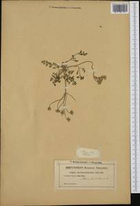 Athamanta cretensis L., Западная Европа (EUR) (Неизвестно)