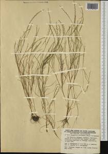 Parapholis filiformis (Roth) C.E.Hubb., Западная Европа (EUR) (Испания)