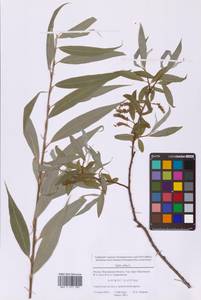 Ива белая, Ветла L., Восточная Европа, Московская область и Москва (E4a) (Россия)