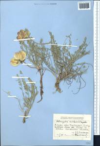 Astragalus masanderanus Bunge, Средняя Азия и Казахстан, Джунгарский Алатау и Тарбагатай (M5) (Казахстан)