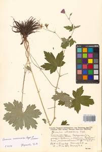 Герань Максимовича Regel & Maack, Сибирь, Дальний Восток (S6) (Россия)