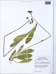 Pilosella aurantiaca subsp. aurantiaca, Сибирь, Алтай и Саяны (S2) (Россия)
