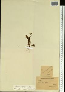 Пепельник почтихолодный (Kom.) Holub, Сибирь, Чукотка и Камчатка (S7) (Россия)