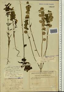 Rhinanthus serotinus var. vernalis (N.W.Zinger) Janch., Восточная Европа, Волжско-Камский район (E7) (Россия)