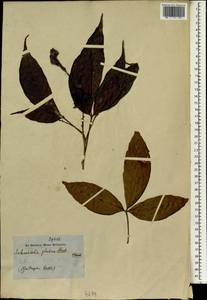Allophylus cobbe (L.) Raeusch, Зарубежная Азия (ASIA)