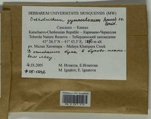 Nyholmiella gymnostoma (Bruch ex Brid.) Holmen & E. Warncke, Гербарий мохообразных, Мхи - Северный Кавказ и Предкавказье (B12) (Россия)