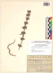 Змееголовник тимьяноцветковый L., Восточная Европа, Центральный район (E4) (Россия)
