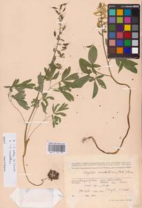 Хохлатка полая (L.) Schweigg. & Körte, Восточная Европа, Южно-Украинский район (E12) (Украина)