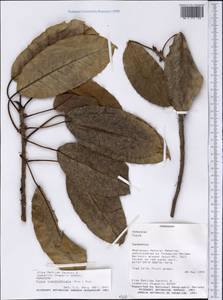 Ficus luschnathiana (Miq.) Miq., Америка (AMER) (Парагвай)