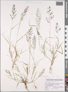 Полевичка малая Host, Восточная Европа, Белоруссия (E3a) (Белоруссия)