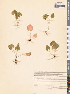 Фиалка Селькирка Pursh ex Goldie, Сибирь, Дальний Восток (S6) (Россия)