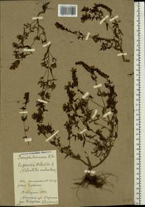 Зубчатка обыкновенная Moench, Восточная Европа, Белоруссия (E3a) (Белоруссия)