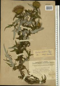 Lophiolepis ciliata subsp. ciliata, Восточная Европа, Восточный район (E10) (Россия)
