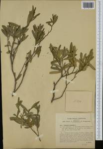 Cneorum tricoccon L., Западная Европа (EUR) (Италия)