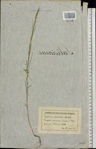 Желтушник белоцветковый (Stephan) B. Fedtsch., Восточная Европа, Нижневолжский район (E9) (Россия)