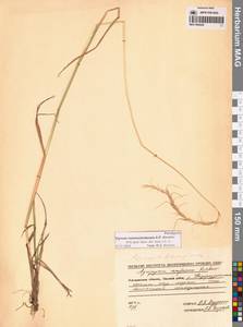 Пырейник смешиваемый (Roshev.) Tzvelev, Сибирь, Чукотка и Камчатка (S7) (Россия)