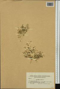 Hypertelis cerviana (L.) Thulin, Западная Европа (EUR) (Болгария)