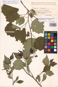 Populus × canescens (Aiton) Sm., Восточная Европа, Нижневолжский район (E9) (Россия)