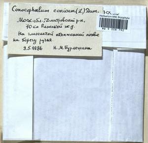 Conocephalum conicum (L.) Dumort., Гербарий мохообразных, Мхи - Москва и Московская область (B6a) (Россия)
