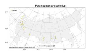 Potamogeton angustifolius, Potamogeton × angustifolius J.Presl, Атлас флоры России (FLORUS) (Россия)