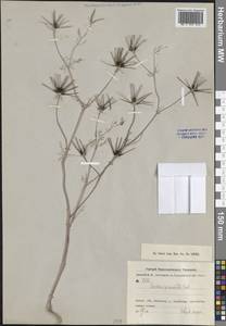 Скандикс звездчатый Banks & Sol., Средняя Азия и Казахстан, Копетдаг, Бадхыз, Малый и Большой Балхан (M1) (Туркмения)