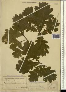 Дуб черешчатый, Дуб обыкновенный L., Кавказ, Грузия (K4) (Грузия)