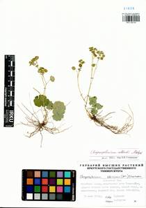 Chrysosplenium albertii Malyschev, Сибирь, Прибайкалье и Забайкалье (S4) (Россия)