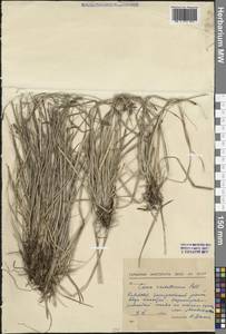 Осока верещатниковая Pollich, Сибирь, Прибайкалье и Забайкалье (S4) (Россия)