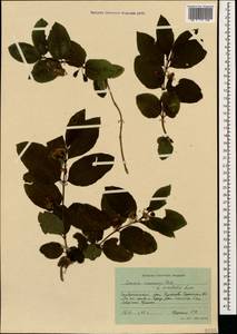 Lonicera caucasica subsp. orientalis (Lam.) D. F. Chamb. & Long, Кавказ, Ставропольский край, Карачаево-Черкесия, Кабардино-Балкария (K1b) (Россия)