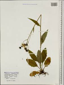 Hieracium lachenalii subsp. cruentifolium (Dahlst. & Lübeck ex Dahlst.) Zahn, Кавказ, Ставропольский край, Карачаево-Черкесия, Кабардино-Балкария (K1b) (Россия)