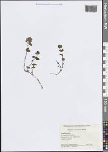 Чабрец ранний кавказский (Willd. ex Ronniger) Jalas, Кавказ, Азербайджан (K6) (Азербайджан)