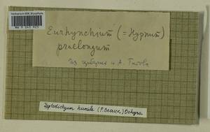 Hygroamblystegium humile (P. Beauv.) Vanderp., Hedenäs & Goffinet, Гербарий мохообразных, Мхи - Центральное Нечерноземье (B6) (Россия)