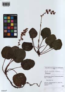 KUZ 001 832, Pyrola asarifolia subsp. incarnata (DC.) A. E. Murray, Сибирь, Алтай и Саяны (S2) (Россия)