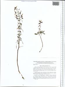 Corydalis nudicaulis Regel, Средняя Азия и Казахстан, Памир и Памиро-Алай (M2) (Таджикистан)