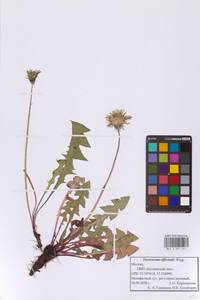 Одуванчик лекарственный Weber ex F.H.Wigg., Восточная Европа, Московская область и Москва (E4a) (Россия)