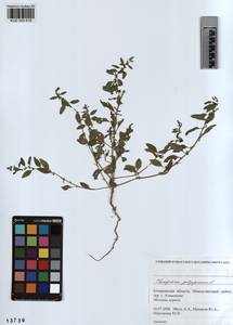 KUZ 003 619, Lipandra polysperma (L.) S. Fuentes, Uotila & Borsch, Сибирь, Алтай и Саяны (S2) (Россия)