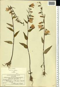 Колокольчик рапунцелевидный L., Восточная Европа, Московская область и Москва (E4a) (Россия)